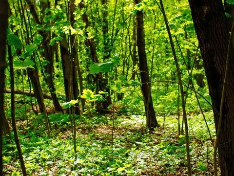Bright greenery in the spring forest Stock Photos