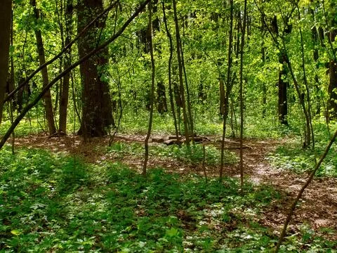 Bright greenery in the spring forest Stock Photos