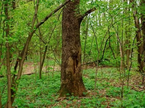 Bright greenery in the spring forest Stock Photos