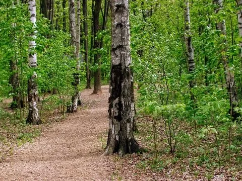 Bright greenery in the spring forest Stock Photos