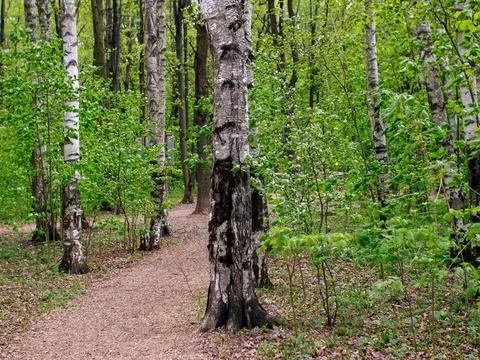 Bright greenery in the spring forest Stock Photos