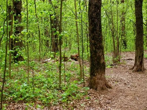 Bright greenery in the spring forest Stock Photos