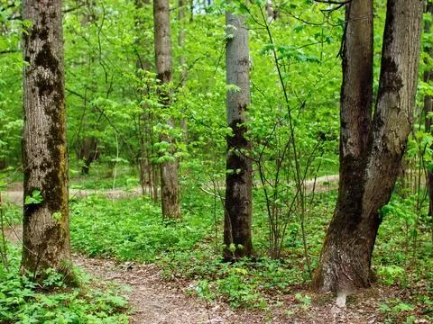 Bright greenery in the spring forest Stock Photos