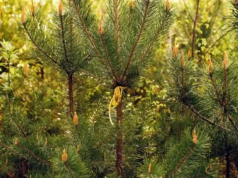 Bright greenery in the spring forest Stock Photos