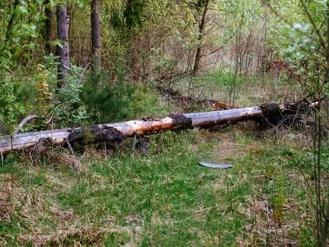 Bright greenery in the spring forest Stock Photos