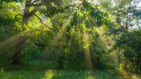 Bright greenery in the spring forest. Sun breaks through the green oak leaves Stock Footage 146125665