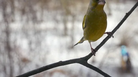 Bright greenfinch. Video stock 116880478