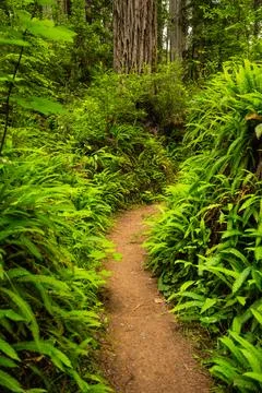 Bright Grene Ferns Create A Small Canyon Along Trail In Redwood Stock Photos