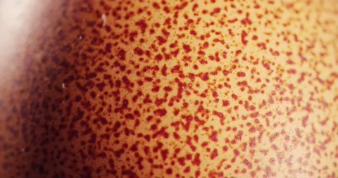 A bright hatch on an egg, super close-up shot of a rotating egg Fresh, raw eggs Stock Footage 154555420