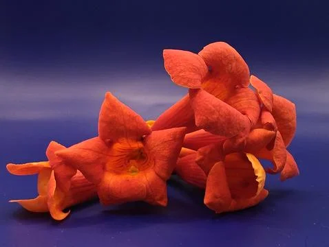 Bright hibiscus on blue macro Stock-Fotos