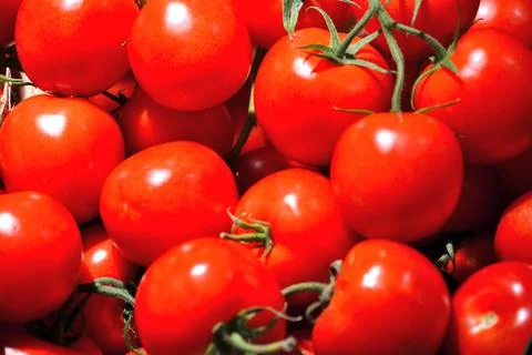 A bright, high-angle **macro shot** of a large pile of **ripe red tomatoes**. Stock Photos