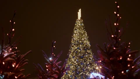 A bright huge Christmas tree shines in the warm evening lights Stock Footage 261403474