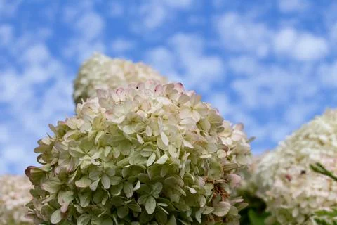 Bright hydrangea blooms against a clear blue sky during summer in a garden Stock Photos