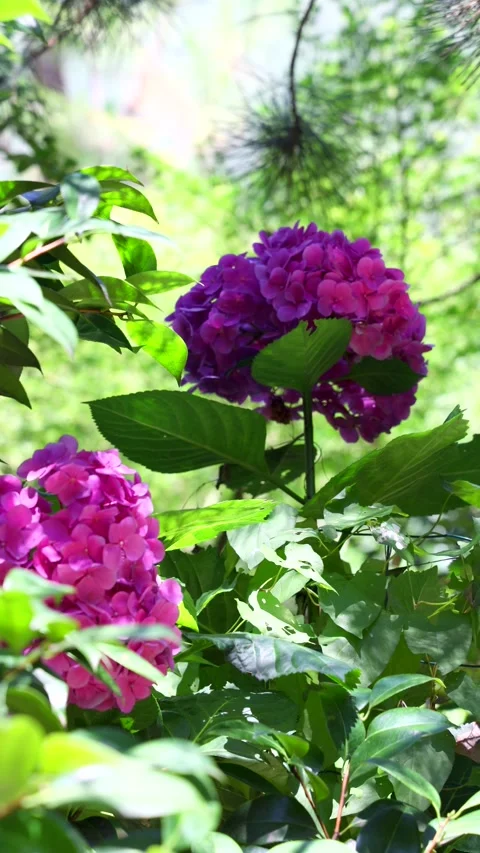 Bright Hydrangeas in Natural Setting Stock Footage 292549818