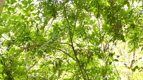 Bright image with moving birds light play in nature background Video stock 151045298
