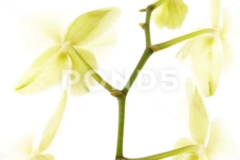 Bright image of orchid flower emerging from white background. Stock Photos