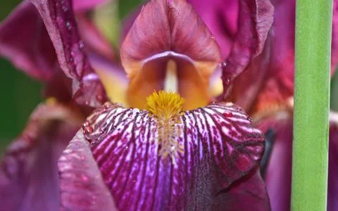 A bright iris flower with different petals bloomed in summer Stock Photos