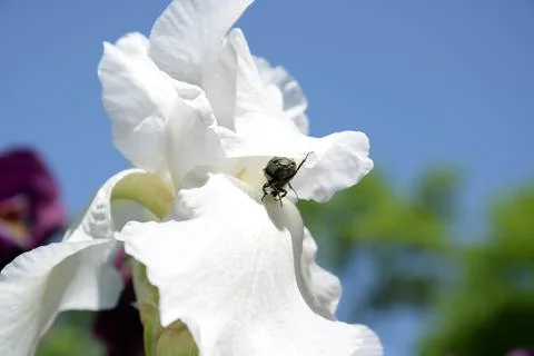 A bright iris flower with different petals bloomed in summer Stock Photos