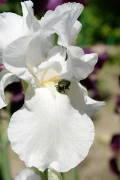 A bright iris flower with different petals bloomed in summer Stock Photos