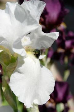 A bright iris flower with different petals bloomed in summer Stock Photos