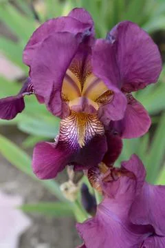 A bright iris flower with different petals bloomed in summer Stock Photos