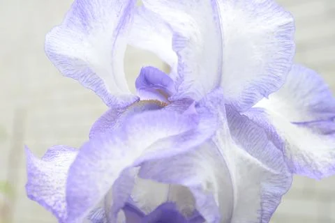 A bright iris flower with different petals bloomed in summer Stock Photos
