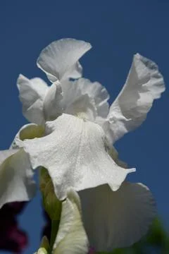 A bright iris flower with different petals bloomed in summer Stock Photos