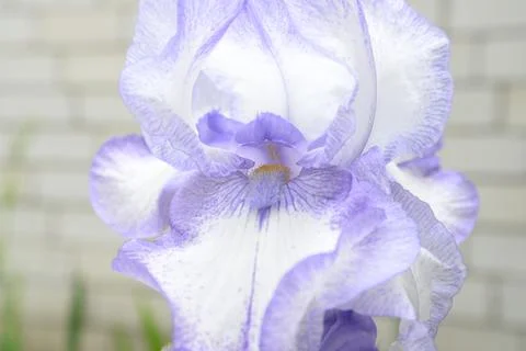 A bright iris flower with different petals bloomed in summer Stock Photos