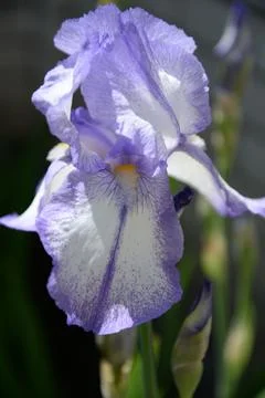 A bright iris flower with different petals bloomed in summer Stock Photos