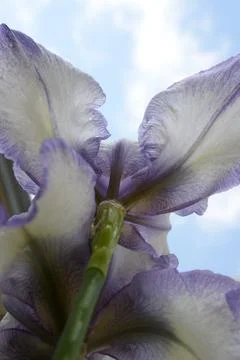 A bright iris flower with different petals bloomed in summer Stock Photos