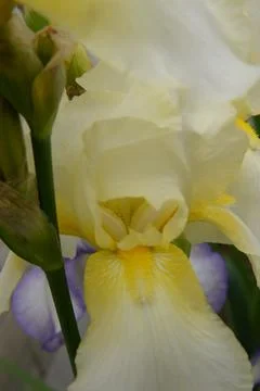 A bright iris flower with different petals bloomed in summer Stock Photos