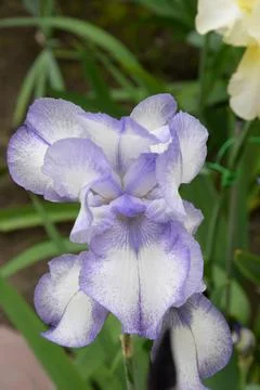 A bright iris flower with different petals bloomed in summer Stock Photos