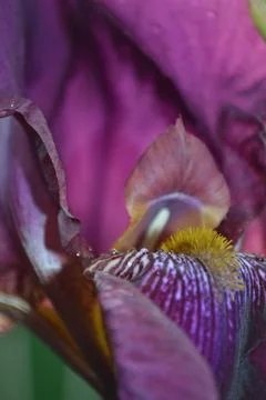 A bright iris flower with different petals bloomed in summer Stock Photos