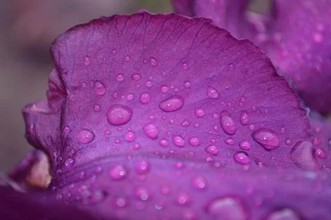 A bright iris flower with different petals bloomed in summer Stock Photos
