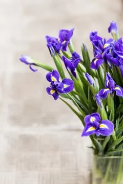 Bright irises Background Stock Photos