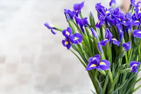 Bright irises Background Stock Photos