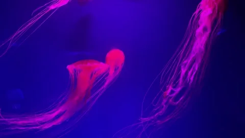 Bright jellyfish glide through an illuminated aquarium tank, showcasing their de Stock Footage 310447551