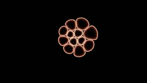 Bright Junctional Membranes Form A Glowing Cellular Network Stock-Footage 344512780