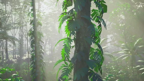 Bright jungle path. Sunshine filters through lush rainforest vegetation Stock Footage 341588989