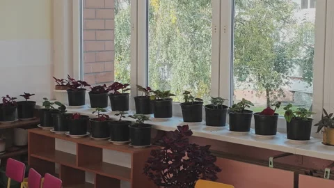 Bright kindergarten classroom with many small potted plants on the windowsill Stock Footage 346770288