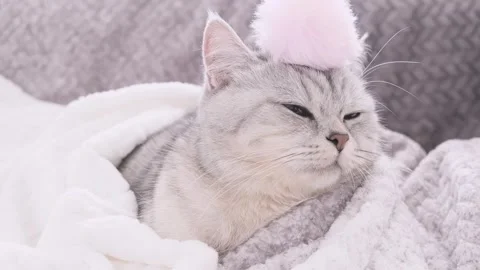 A bright kitten lies on the sofa.A Scottish kitten plays with toys. Stock Footage 291736675