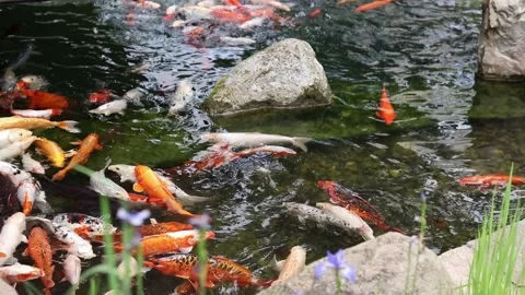 Bright koi fish in a pond Stock Footage 310690643