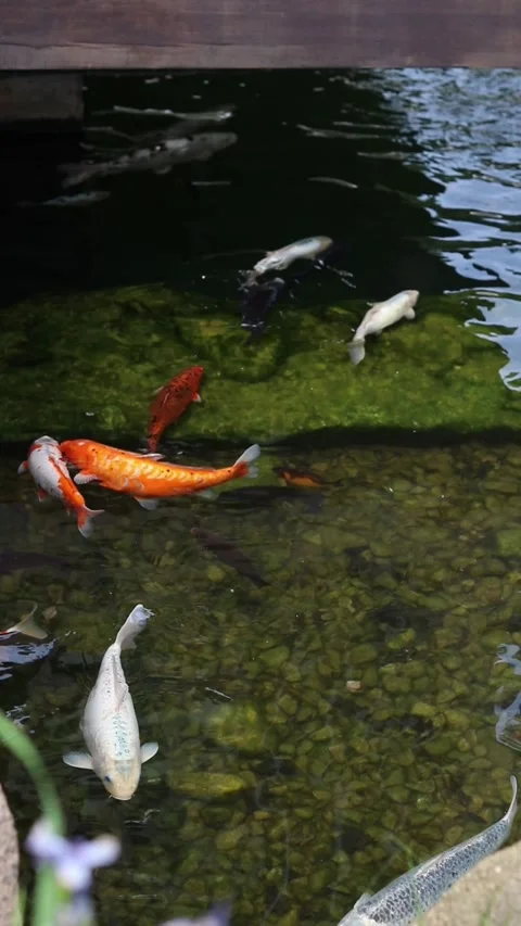 Bright koi fish in a pond Stock Footage 310794533