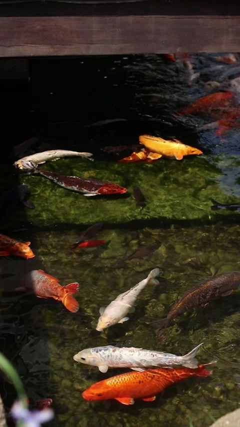 Bright koi fish in a pond Stock Footage 310794537