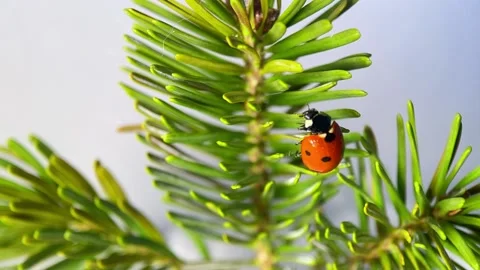 Bright Ladybug on a fir or spruce close up with soft selective focus. Beauty of Stock Footage 222036024