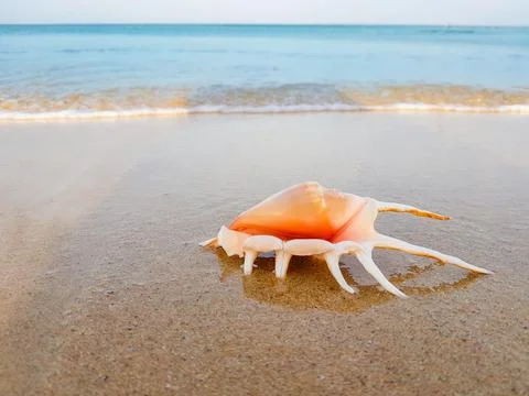 A bright large shell on the sand against the background of the blue sea Foto stock