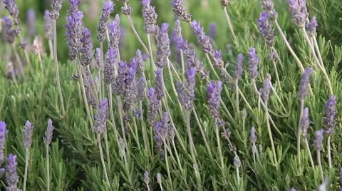Bright lavender bush on a wind Stock Footage 47427373