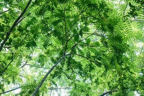 Bright Leaf Canopy Pattern for Fresh Natural Background Stock Photos