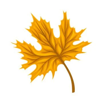 Bright Leaf Element Isolated on White Background Vector Element Stock Illustration
