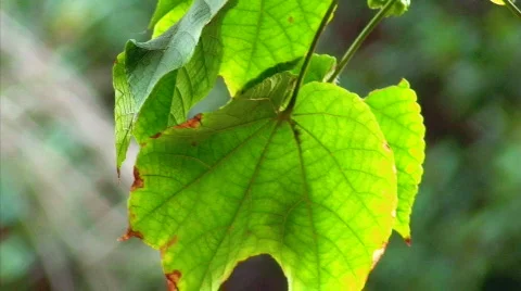 Bright Leaf in the Wind Stock Footage 634637